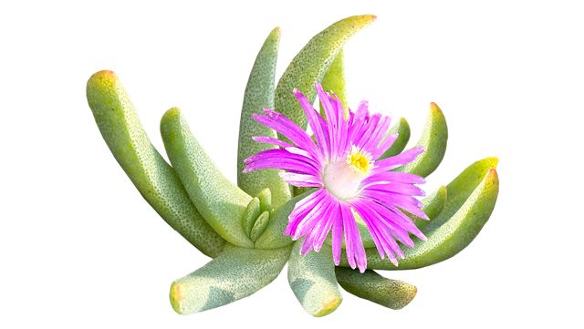 Vorschaubild Aizoaceae – Mittagsblumengewächse
