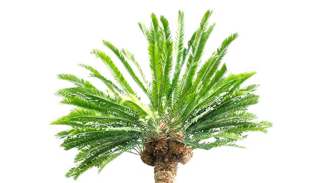 Vorschaubild Cycadales - Palmfarne