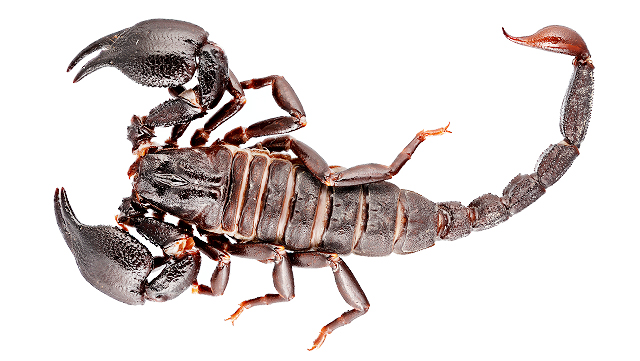 Vorschaubild Skorpione / Scorpiones